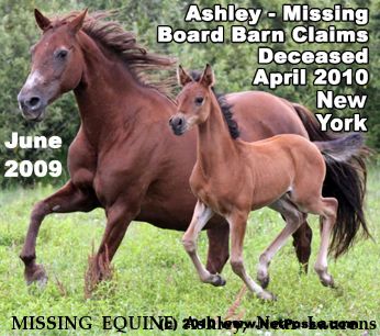 MISSING EQUINE Ashley, Near Laurens , NY, 13796